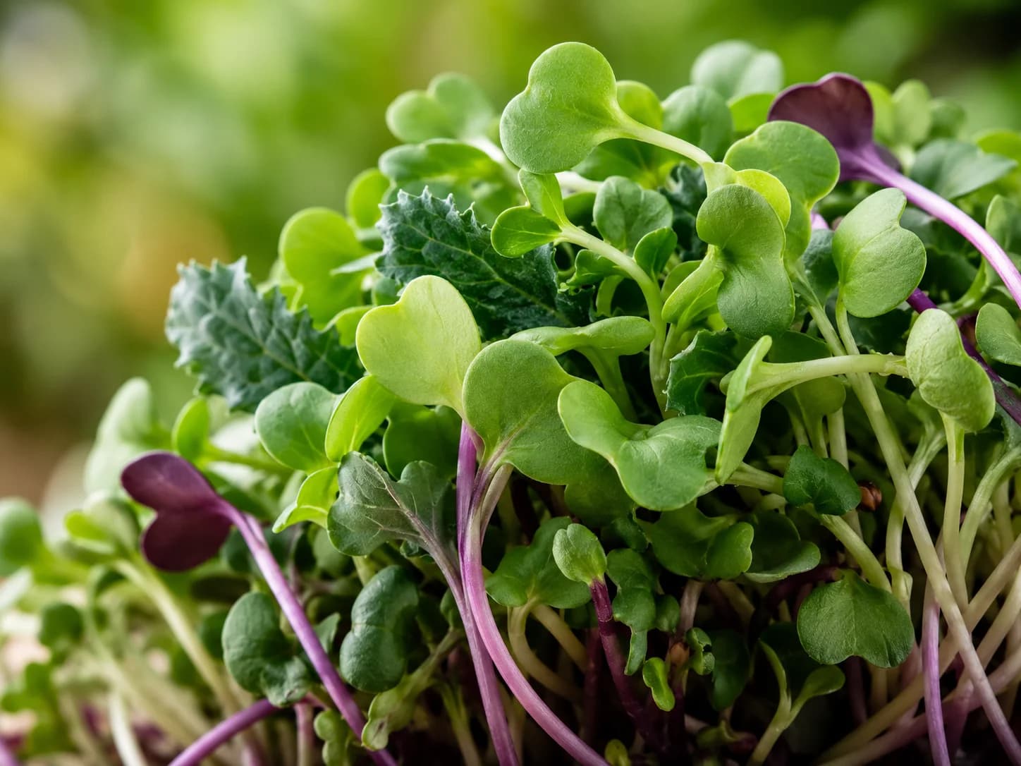 Broccoli and radish microgreens crowded together at cutting stage