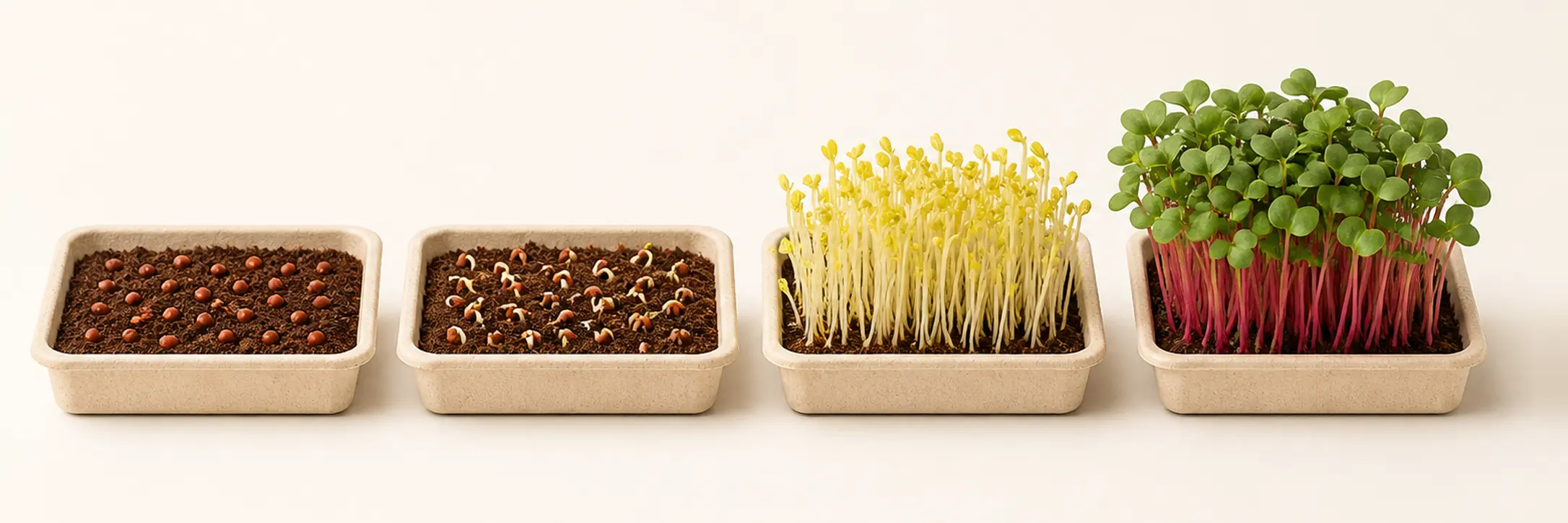 Four trays of radish side by side: soaked seed, seed splitting open, pale blanched stems, and the crop at cutting stage