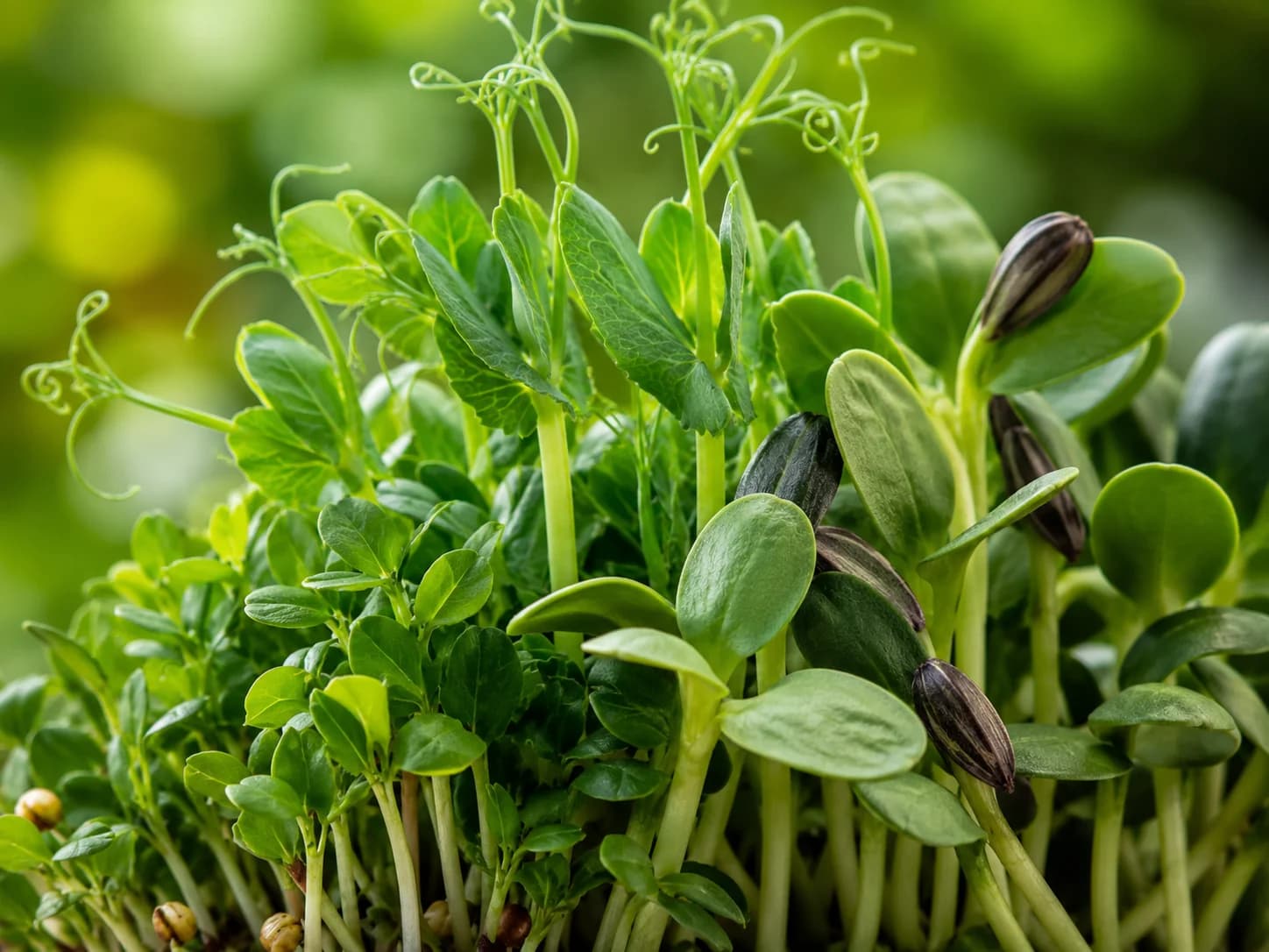 Pea tendrils and sunflower shoots, some seed husks still attached