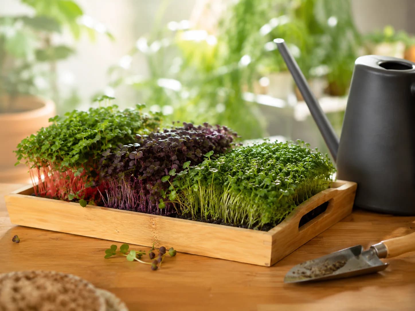 A wooden trug of green and purple microgreens beside a watering can